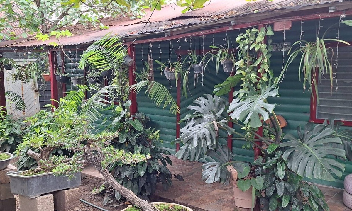 Chetumal House | Bonsai House