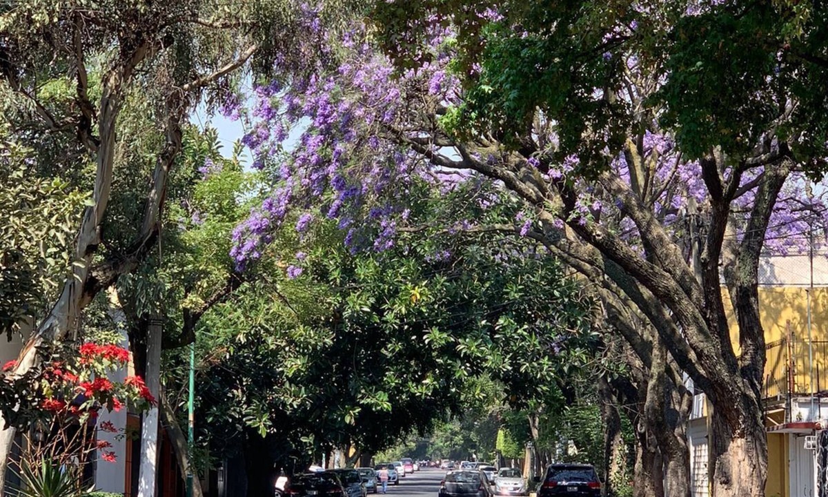 Santa Catarina Apartment | Lovely Duplex In XVI Century Coyoacan