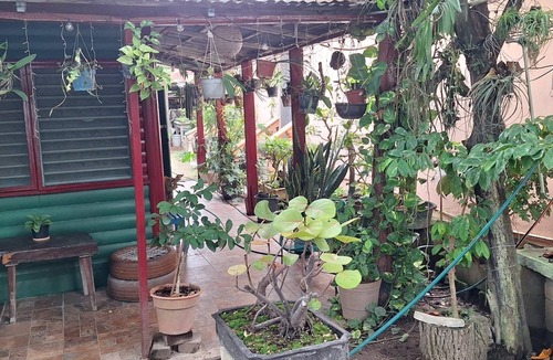 Chetumal House | Bonsai House