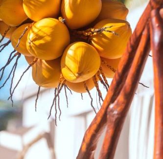 Sisal Villa | Casa Manglar Sisal by WoWay Experiences