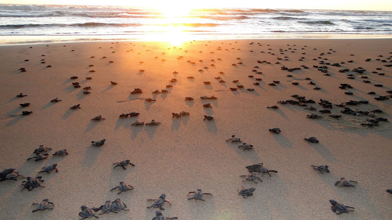 Photo of Others in Mazatlan