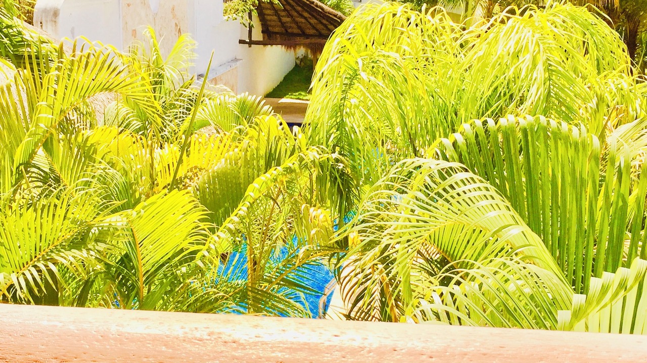 Photo of Patio Balcony in Playacar