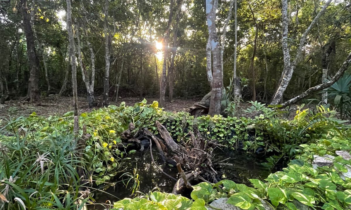 Photo of Outdoor in Cozumel