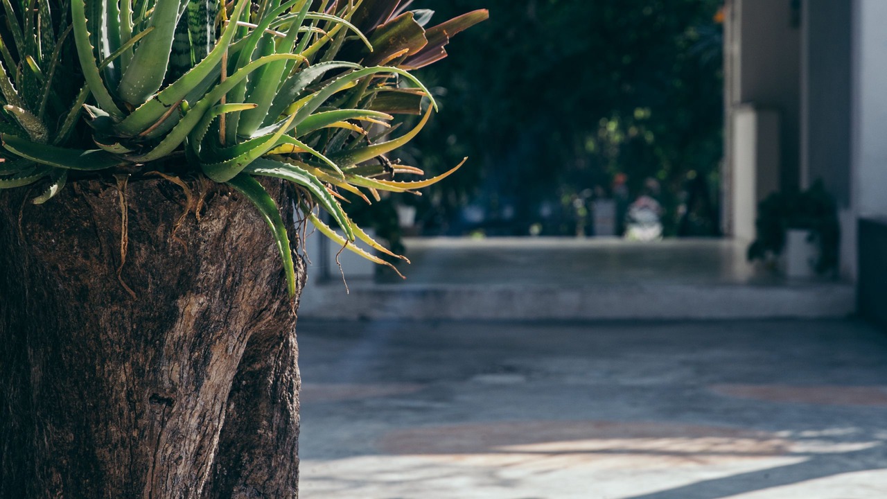 Photo of Outdoor in Tulum City Center