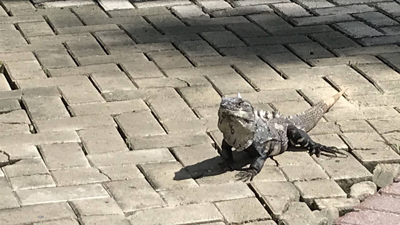 Photo of Outdoor in Akumal