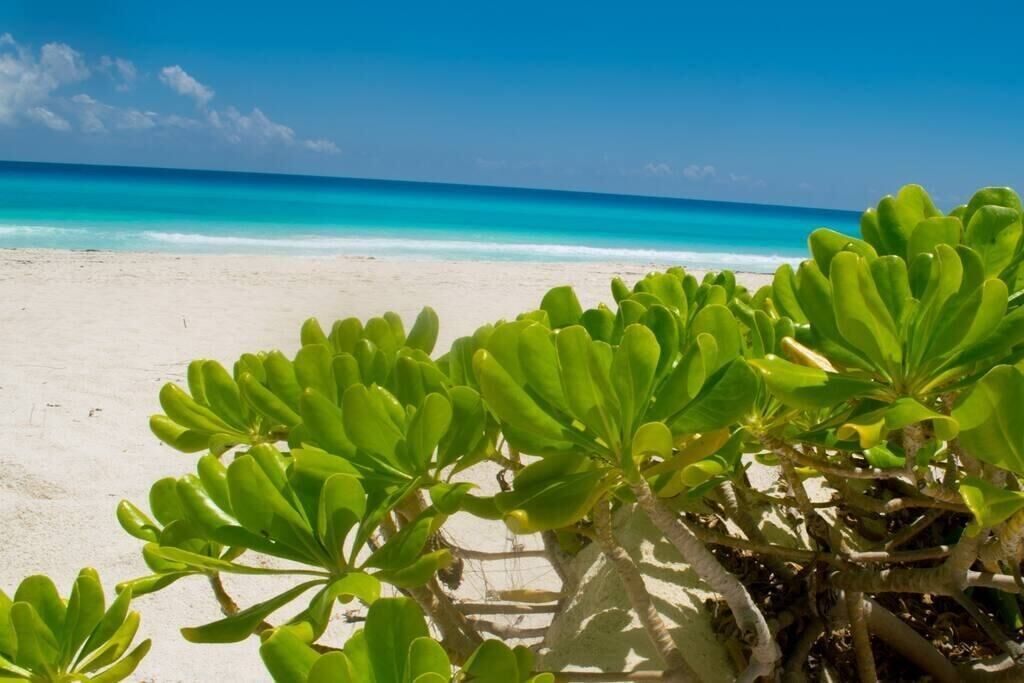 Photo of Others in Punta Cancun