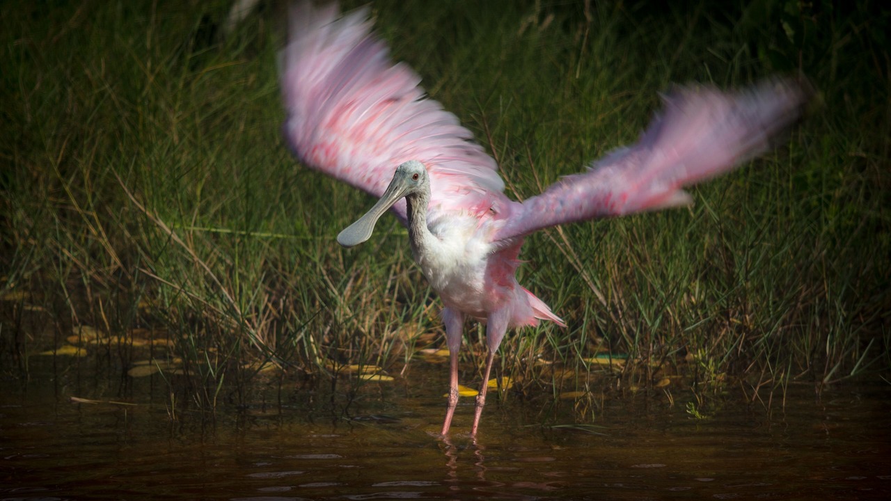 Photo of Outdoor in Isla Holbox