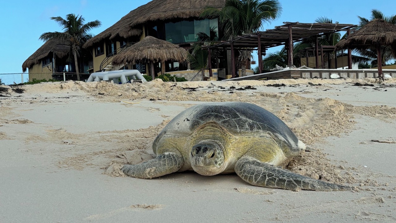Photo of Others in Playa del Secreto