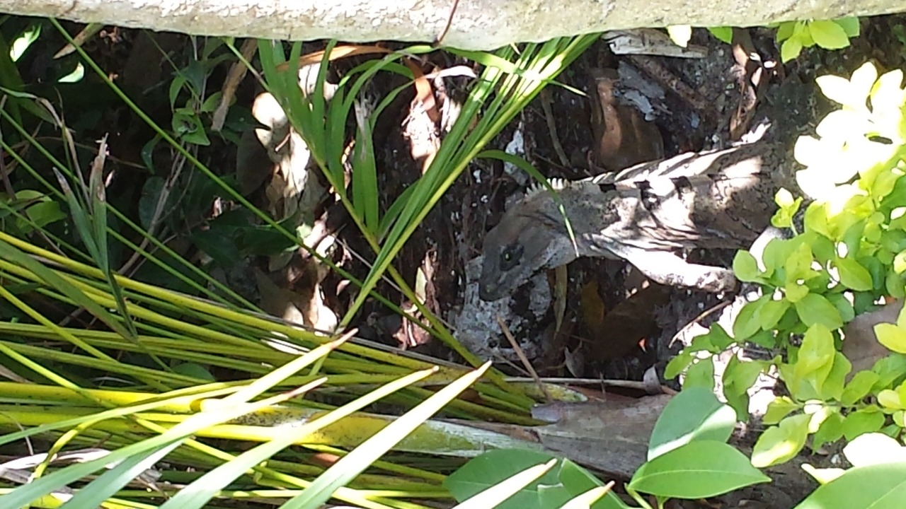 Photo of Outdoor in Villa Juarez