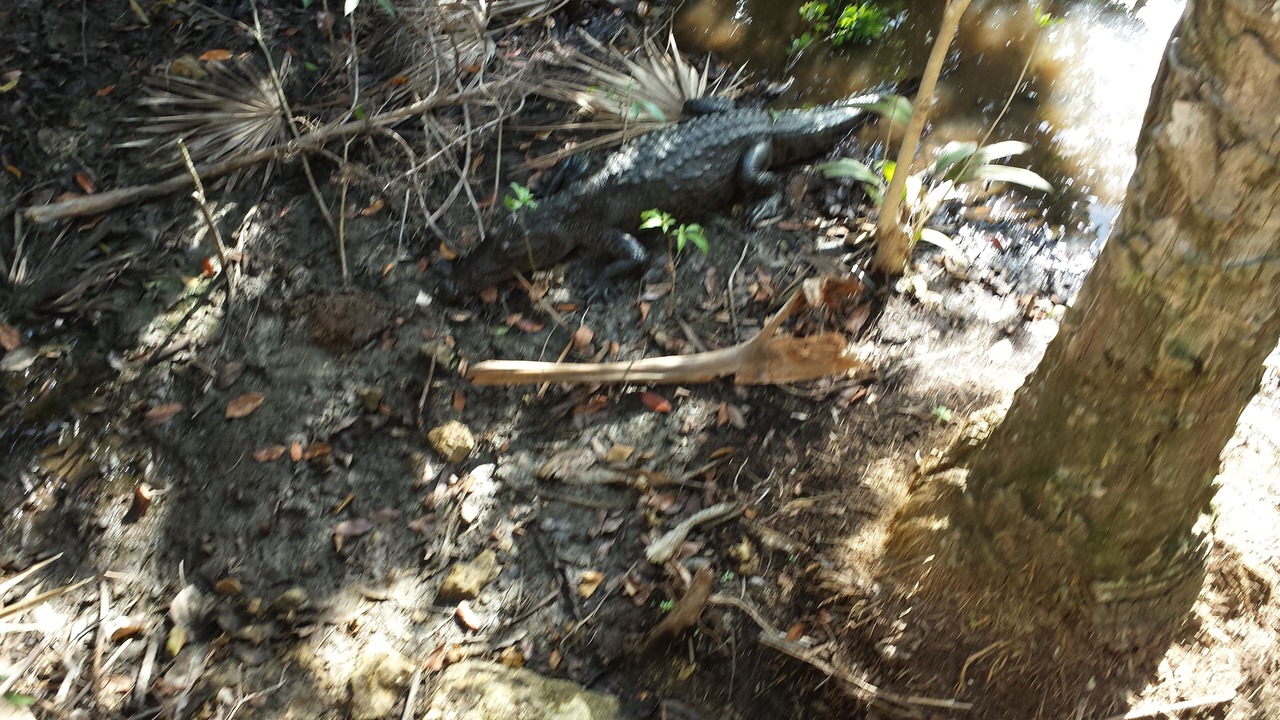 Photo of Outdoor in Villa Juarez