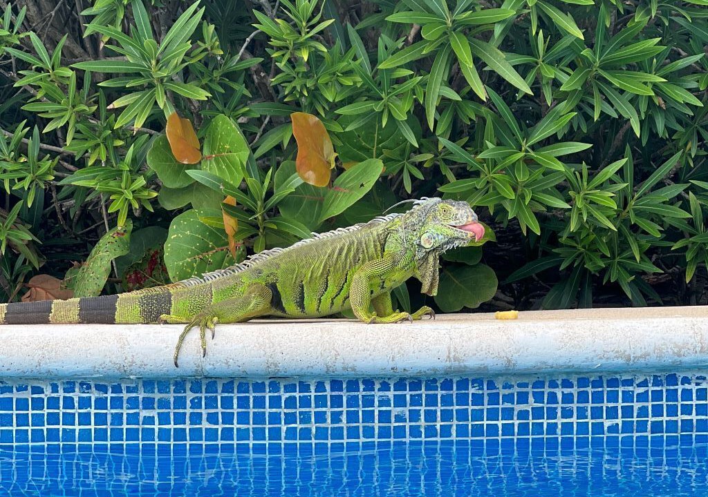 Photo of Outdoor in Villa Juarez