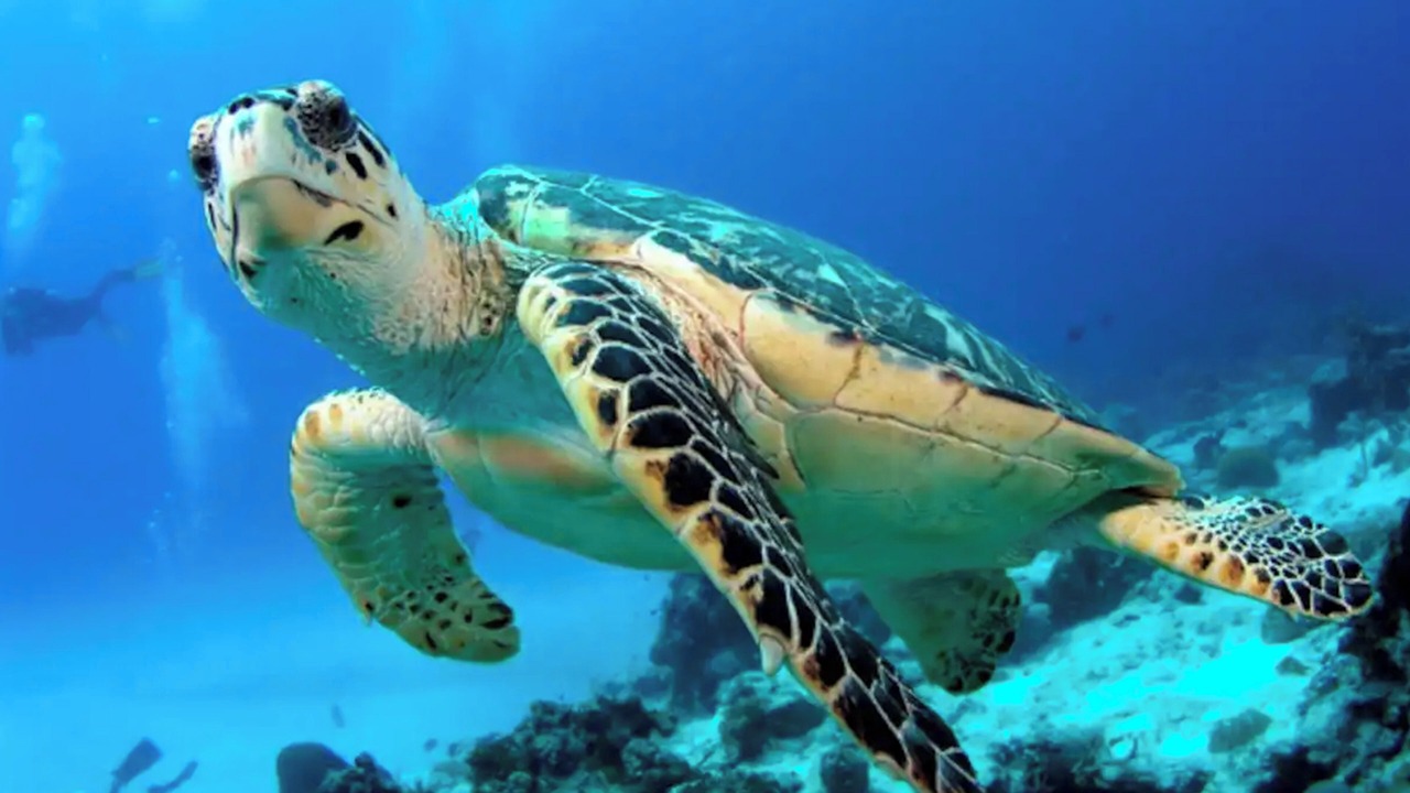 Photo of Others in Akumal