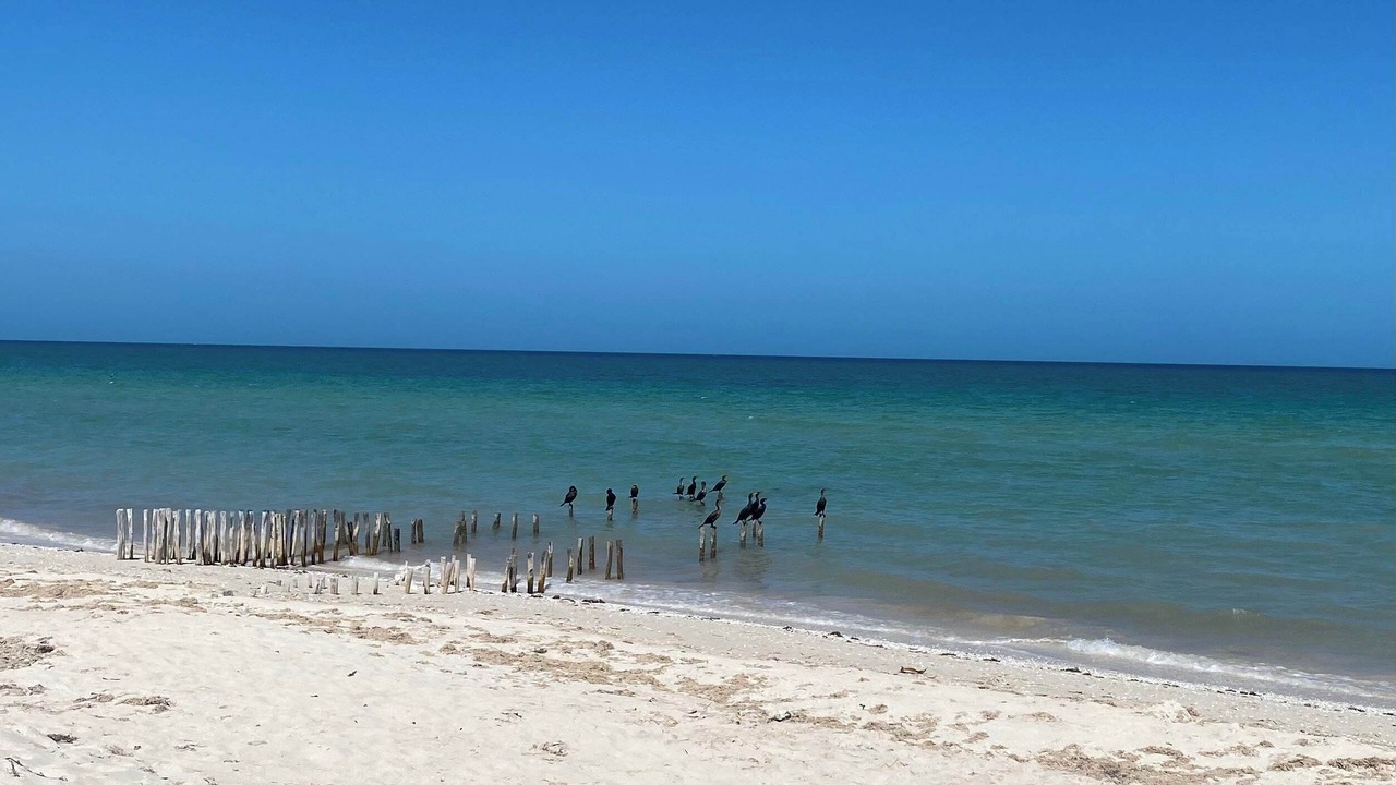 Photo of Others in Chuburna Puerto