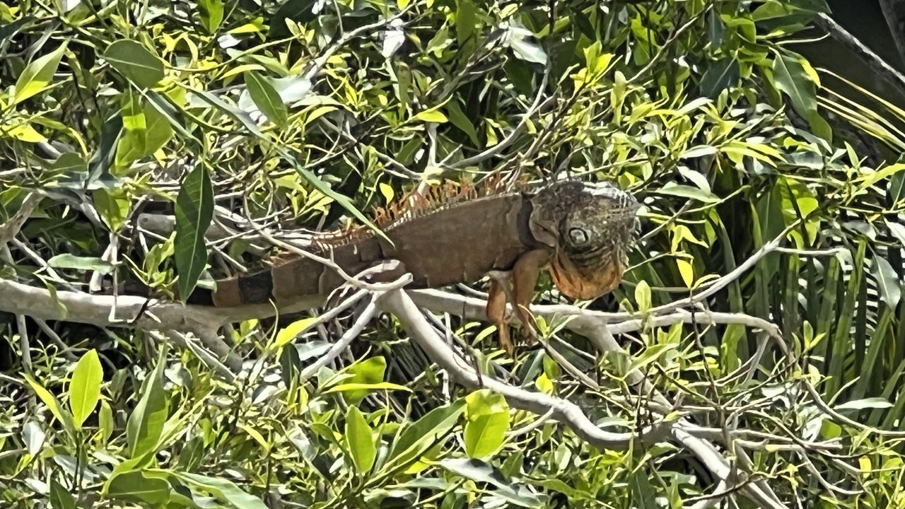 Photo of Others in Villa Juarez