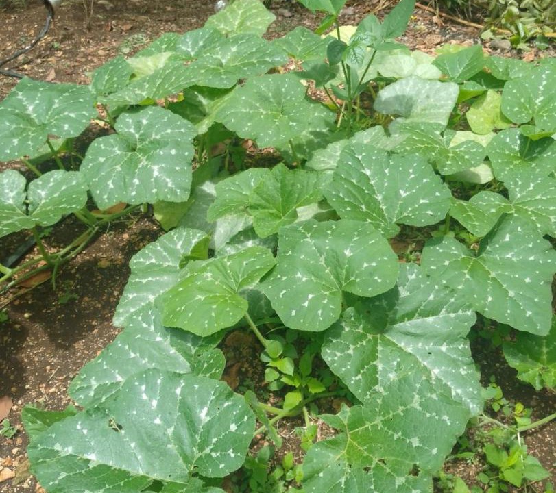 Photo of Outdoor in Chunhuhub