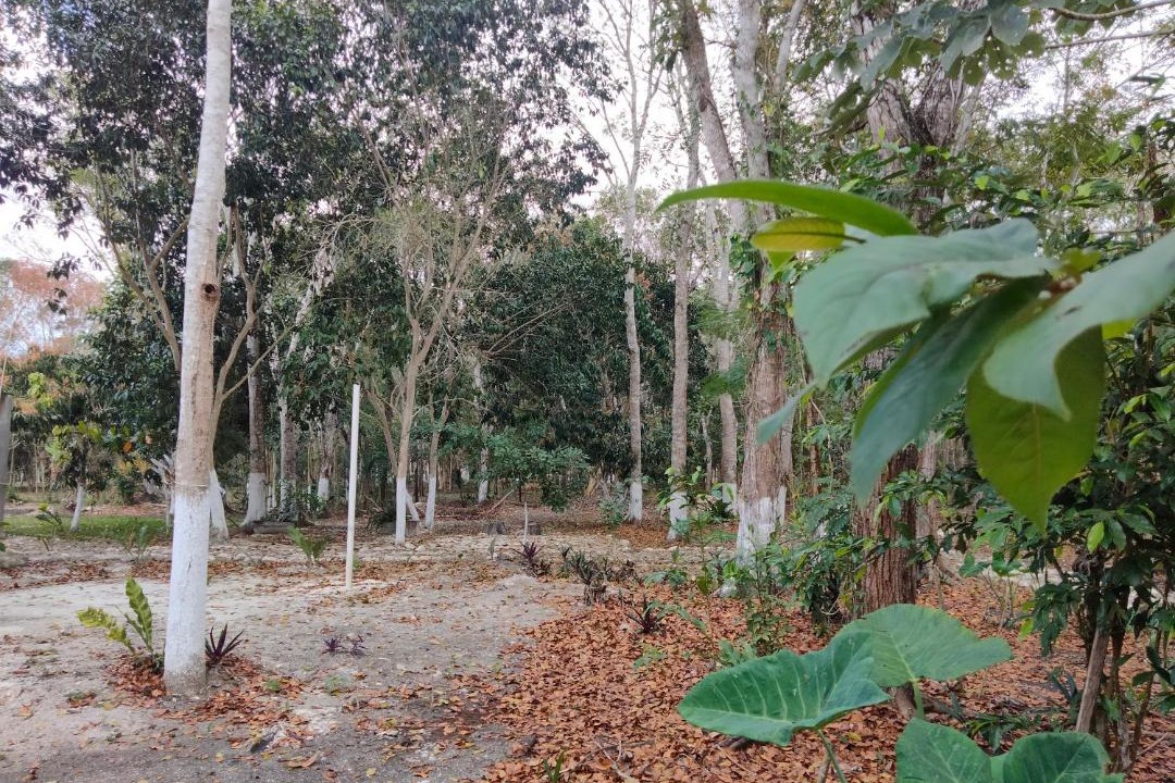 Photo of Others in Xpujil