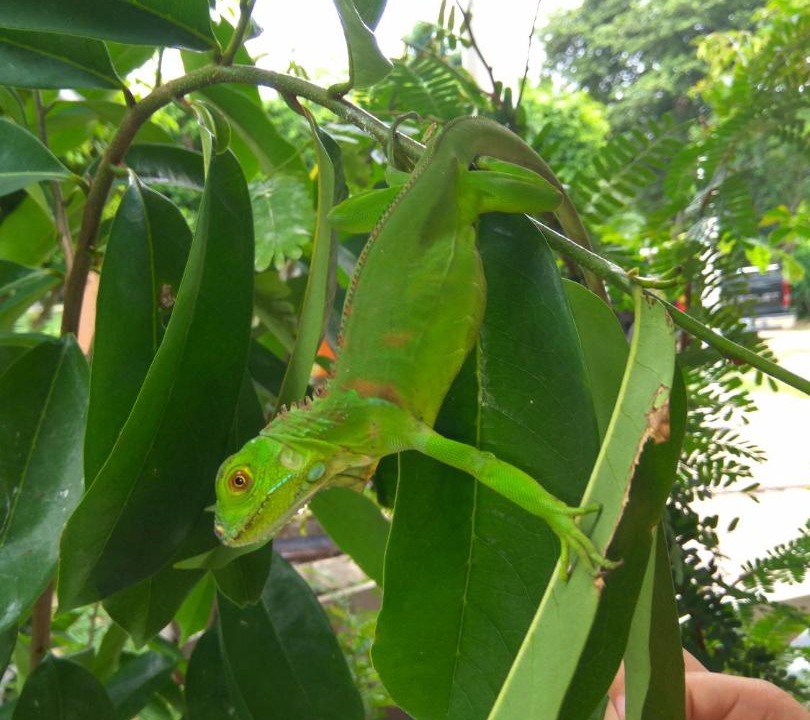 Photo of Others in Palenque
